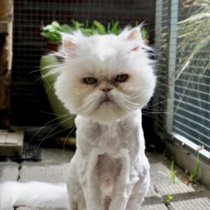 Vachtverzorging geschoren kat
