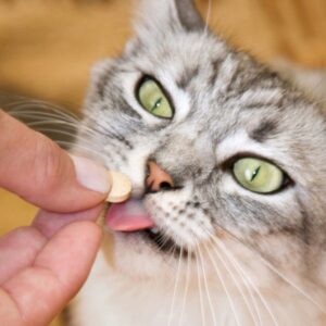 Kat ontworming