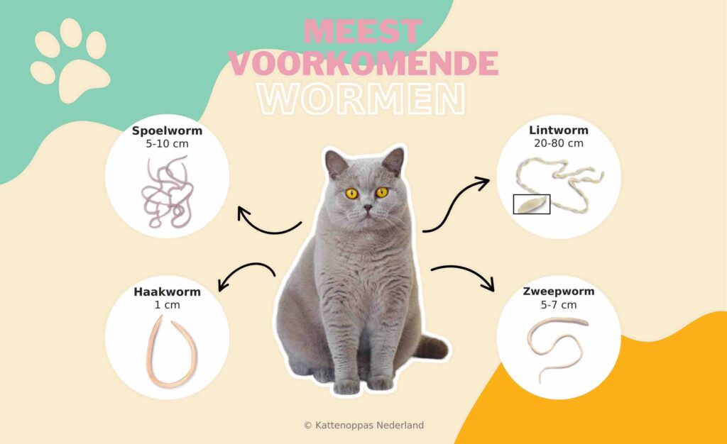 Meest voorkomende wormen bij katten