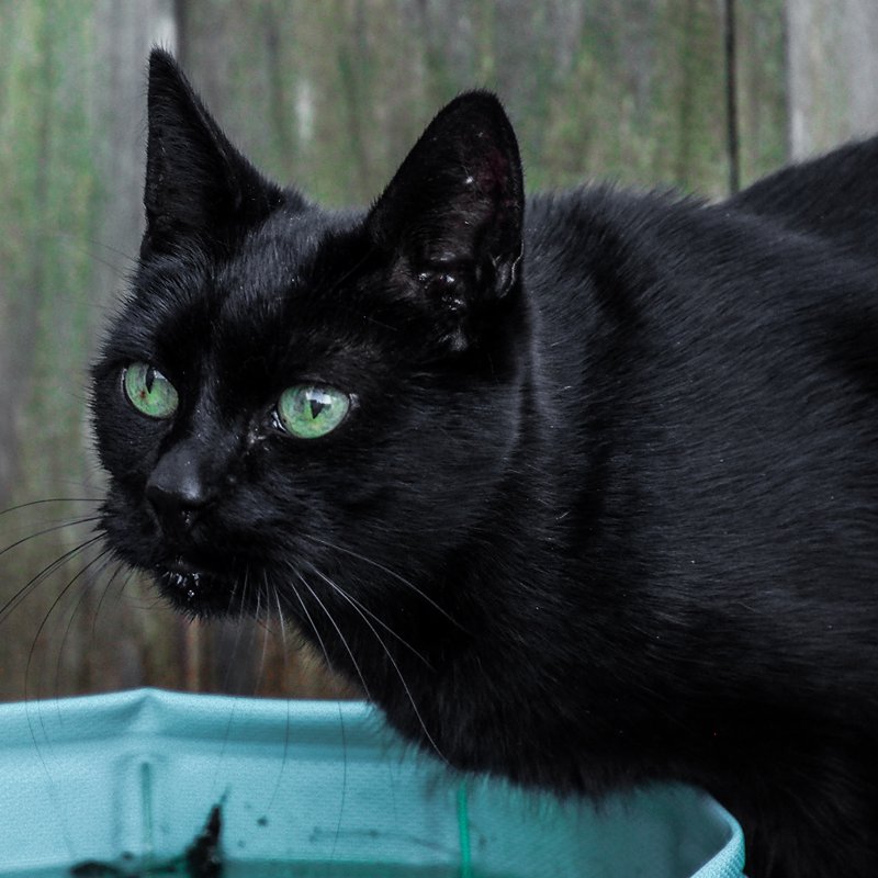 Zwarte kat in de tuin met kattenoppas drinkt water uit het zwembad
