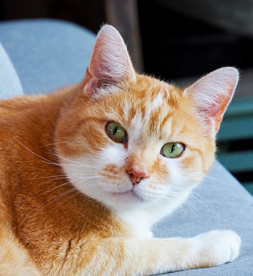 Rode kater van kattenoppas Drachten kijkt nieuwsgierig