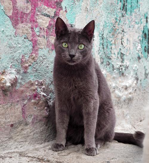 Lieve kat tijdens vakantie op straat speelt met kattenoppas uit Drachten