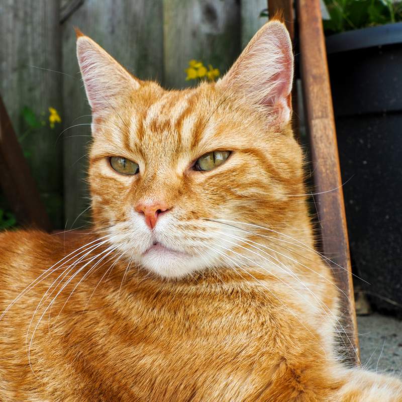 Rode kater in de tuin samen met kattenoppas uit Hilversum
