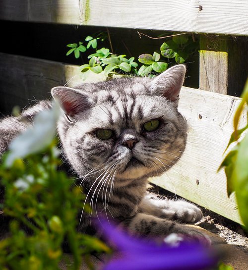 Amerikaanse korthaar kat in tuin kijkt naar kattenoppas in Hilversum