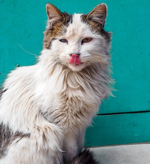 Langharige kat tijdens vakantie kijkt naar kattenoppas uit Hilversum