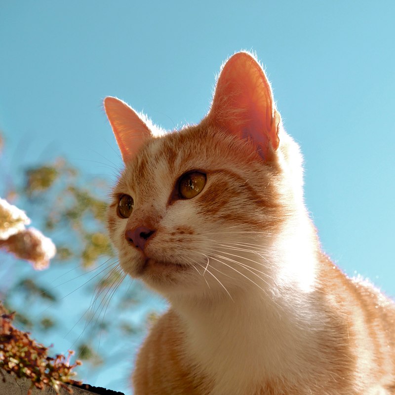 Rode kater op een mooie zomerdag met zijn kattenoppas uit Tiel