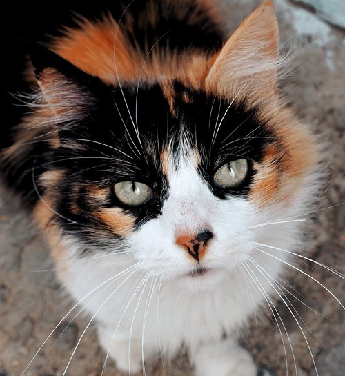 Schildpad kat langhaar kijkt naar camera van kattenoppas in Tiel