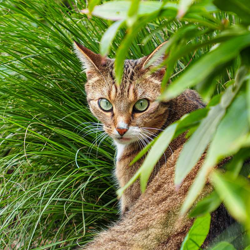 Mooie kat in de tuin met kattenoppas uit Wageningen