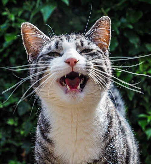 Gapende kat in de tuin met een lieve kattenoppas uit Wageningen