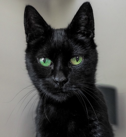 Zwarte kat kijkt naar de lieve kattenoppas uit Wageningen