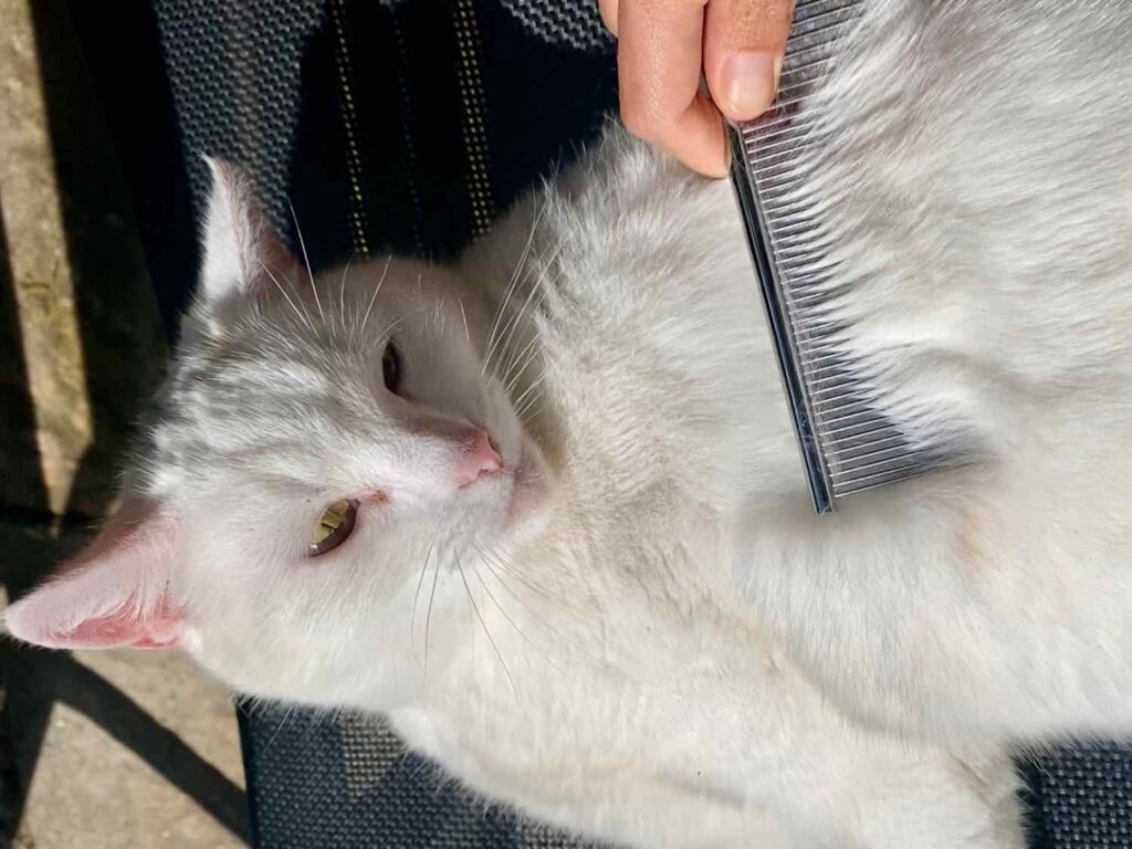 haarballen bij katten voorkomen