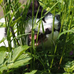 Kat eet gras