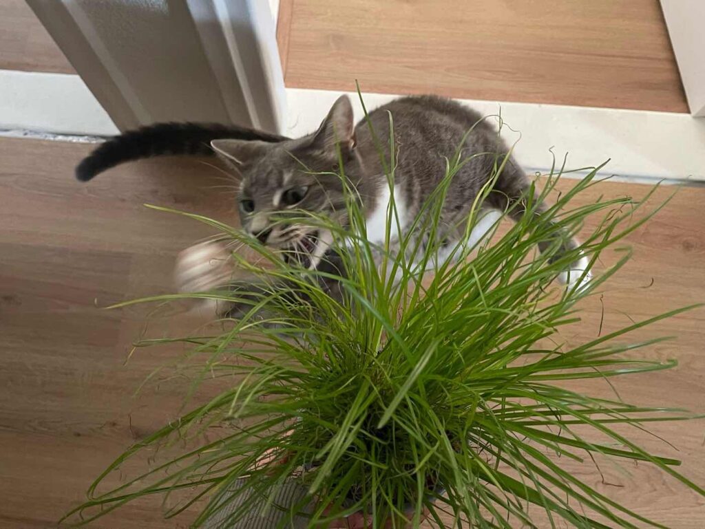 Kattengras