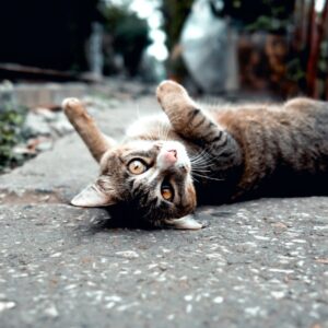Krolse poes