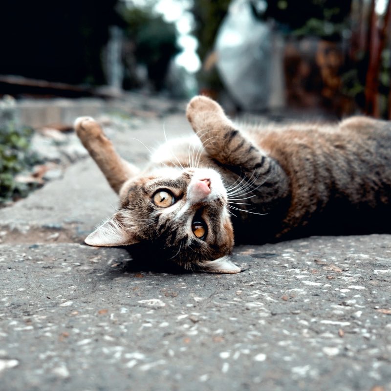 Krolse poes