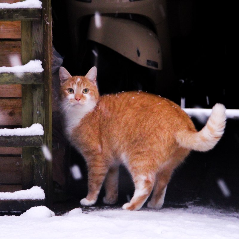 Kattenoppas Hengelo met oppaskat in de sneeuw