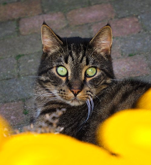 Kattenoppas uit Hengelo met oppaskat in de bloemen