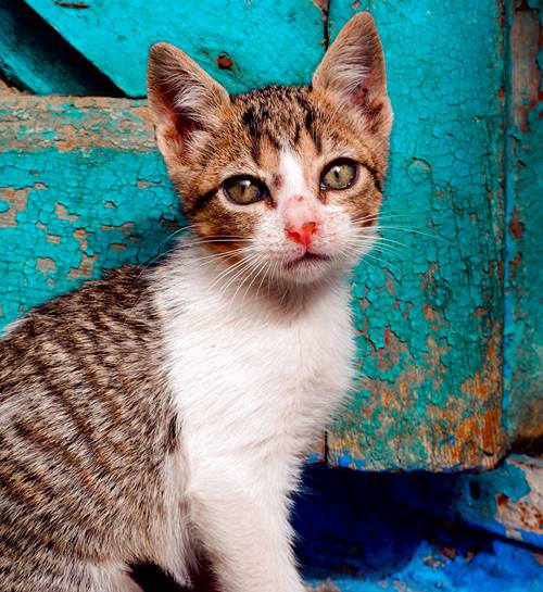 Kattenoppas uit Hengelo maakt foto van een kitten op straat