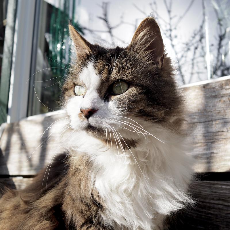 Kattenoppas Sneek met kat buiten op de bank