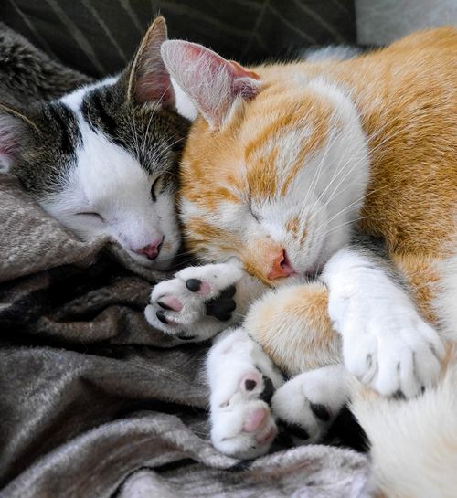 Kattenoppas uit Sneek met haar twee lieve oppaskatten op de bank