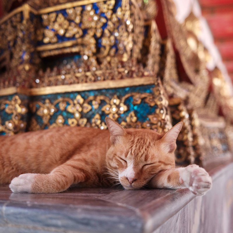 Rode kater in Thailand slaapt in tempel naast kattenoppas
