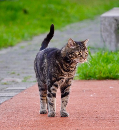 Kater met kattenoppas buiten op straat