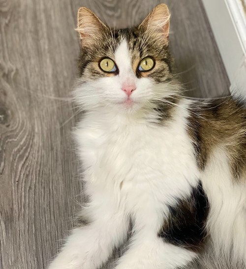 Nieuwsgierige kat zit op tafel bij kattenoppas thuis