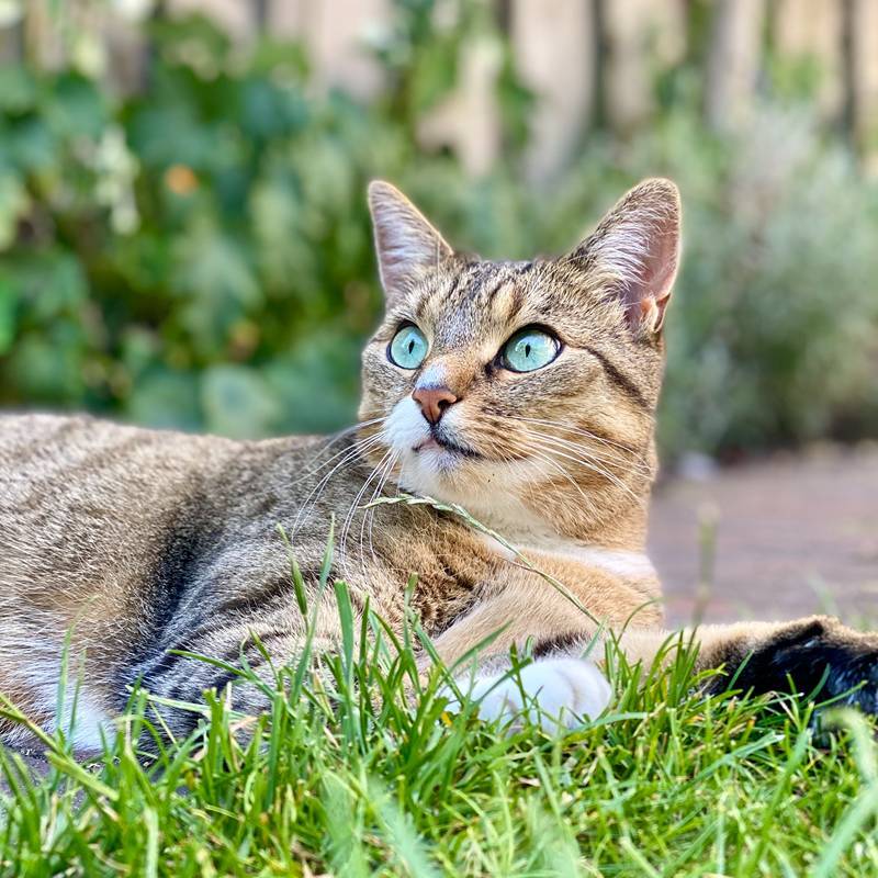 Poes ligt met kattenoppas in het gras
