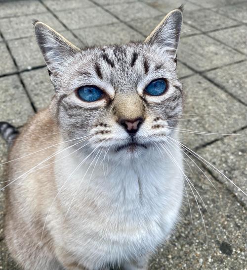 Oude kater zit in tuin met kattenoppas