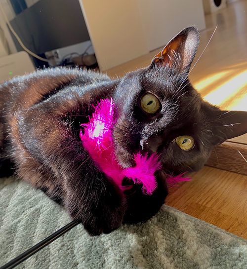 Zwart kitten speelt met kattenoppas en een kattenspeeltje met roze veer