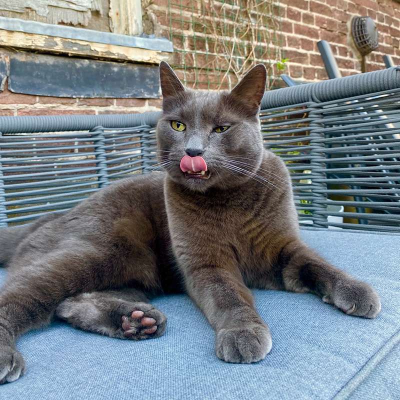 Grijze kat met kattenoppas op de bank in de tuin