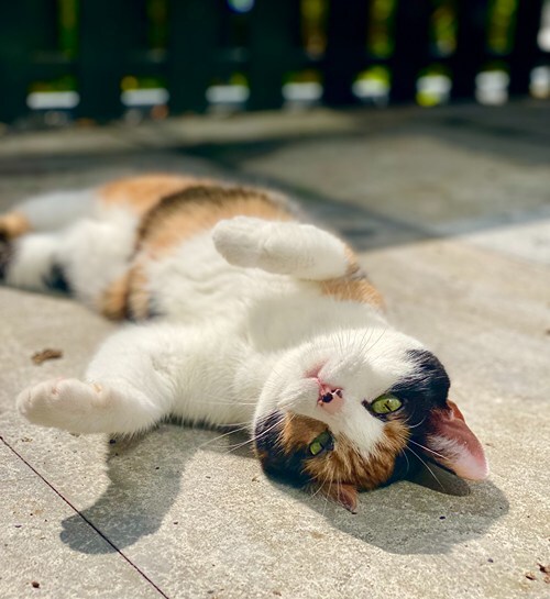 Europese korthaar poes ligt op tegels in tuin met kattenoppas in Den Bosch