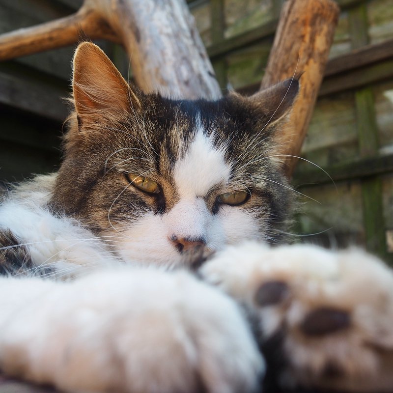 Raskat met kattenoppas uit Deventer in de tuin