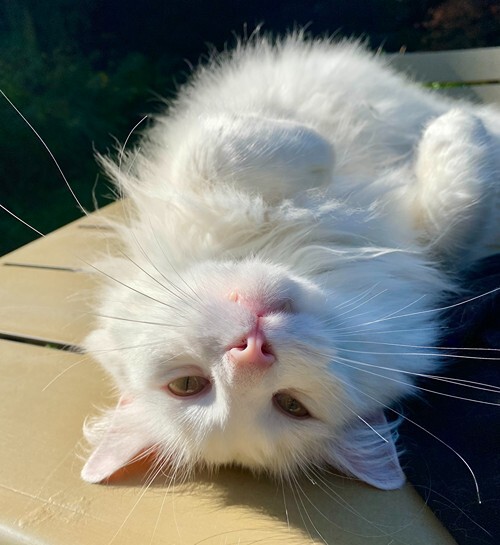 Witte raskat op tafel bij kattenoppas uit Deventer.