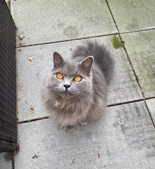 Grijze raskat in de tuin met kattenoppas uit Deventer