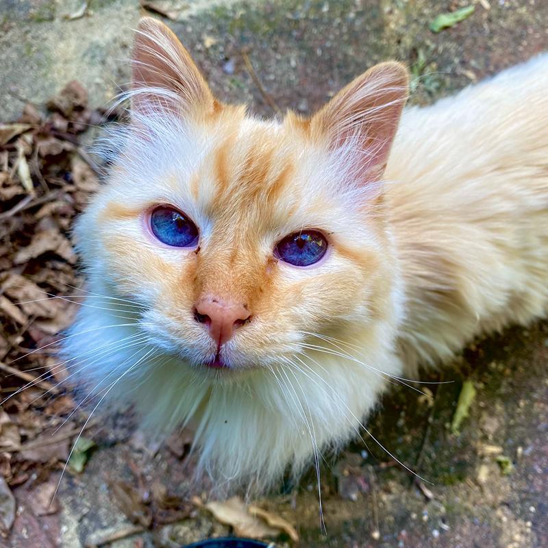 Senior raskat in de tuin met kattenoppas in Doetinchem