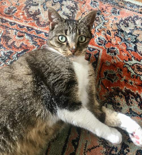 Verbaasde kat ligt op tapijt bij kattenoppas uit Doetinchem