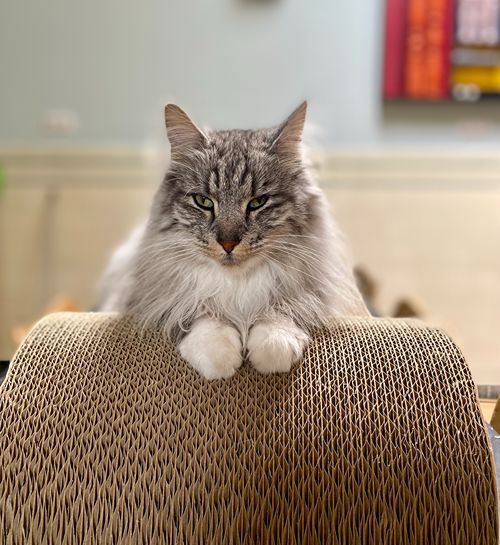 Maine coon met kattenoppas uit Doetinchem zit op krabkarton