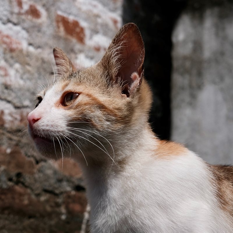 Straatkat in Marokko met kattenoppas uit Dordrecht