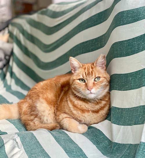 Rode kater zit op een kleed op de bank met kattenoppas Dordrecht