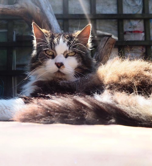 Langharige kat zit in de zon met kattenoppas uit Dordrecht