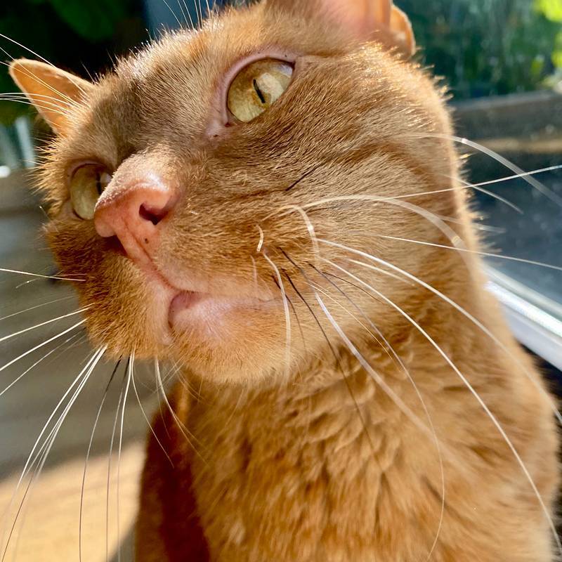 Lieve kat in woonkamer kijkt naar de kattenoppas uit Ede