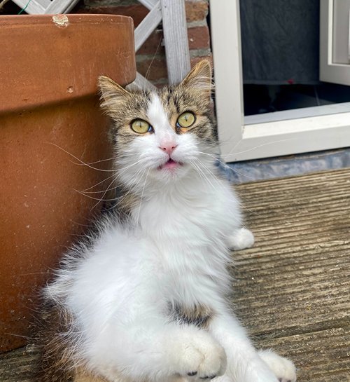 Pluizige kat op het dakterras met kattenoppas uit Ede
