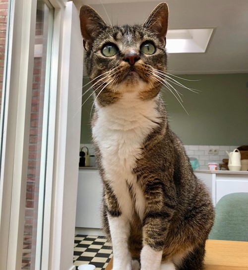 Raskat in woonkamer met kattenoppas uit Almere