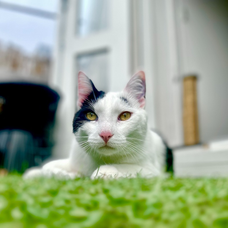 Zwart witte kat op balkon op kunstgras met kattenoppas in Eindhoven.