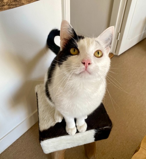 Grappige kat wil kattensnoepjes en zit op stoeltje bij kattenoppas uit Eindhoven