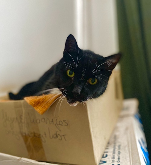 Zwarte kat in kartonnen doos tijdens verhuizing met kattenoppas uit Eindhoven