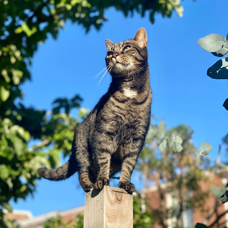 Kat op schutting in tuin kijkt naar andere katten bij kattenoppas uit Emmen