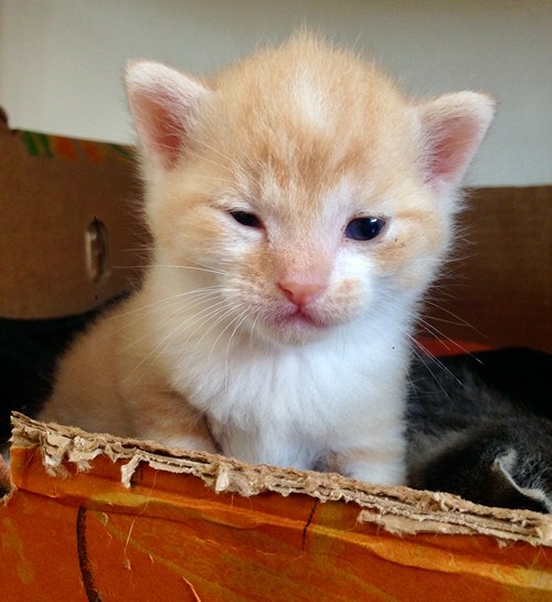 Rood wit kitten in kartonnen doos in woonkamer met kattenoppas uit Emmen