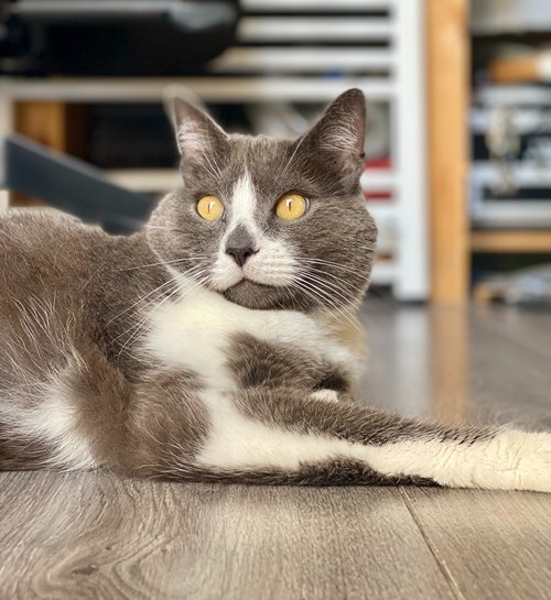 Grijs witte kater kijkt naar vogels in tuin vanaf woonkamer met kattenoppas Emmen